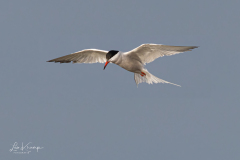 Common Tern | Visdiefje