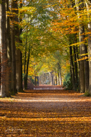 Autumn in 'Oude Warande' - Tilburg