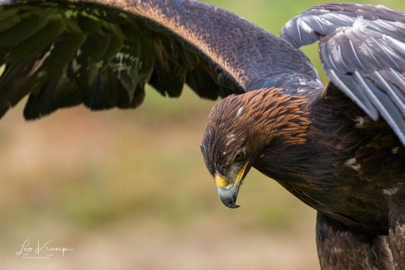 Golden Eagle | Steenarend