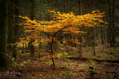 Autumn | Herfst Leuvenumse bos