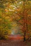 Autumn | Herfst Kaapse bossen