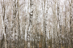 Birch | Berkenbomen