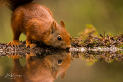 Squirrel | Eekhoorn