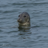 Harbor Seal | Gewone zeehond