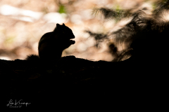 Silhouette Siberian Chipmunk | Silhouet Siberische grondeekhoorn