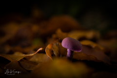 Amethyst Mushroom | Amethistzwam