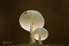 Porcelain fungus | Porseleinzwam