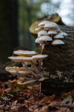Porcelain fungus | Porseleinzwam